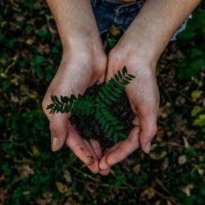 hands holding a small mound of dirt with a sapling growing in it