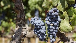 Grapes Value Chain Analysis Market