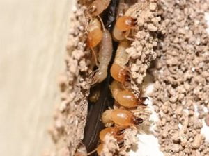 Termite Control Products and Services Market