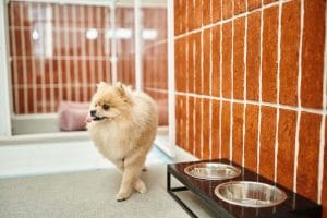 Top Reasons Why Dog Daycare Improves Your Pet’s Overall Well-Being
