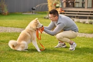 Decoding Dog Body Language Signs of Happiness, Stress, and Playfulness