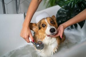 Top Signs Your Dog Needs Grooming and Care for Comfort and Hygiene
