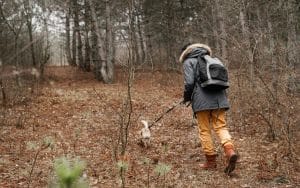 Simple Steps to Clean Your Muddy Dog after Autumn Walks and Adventures