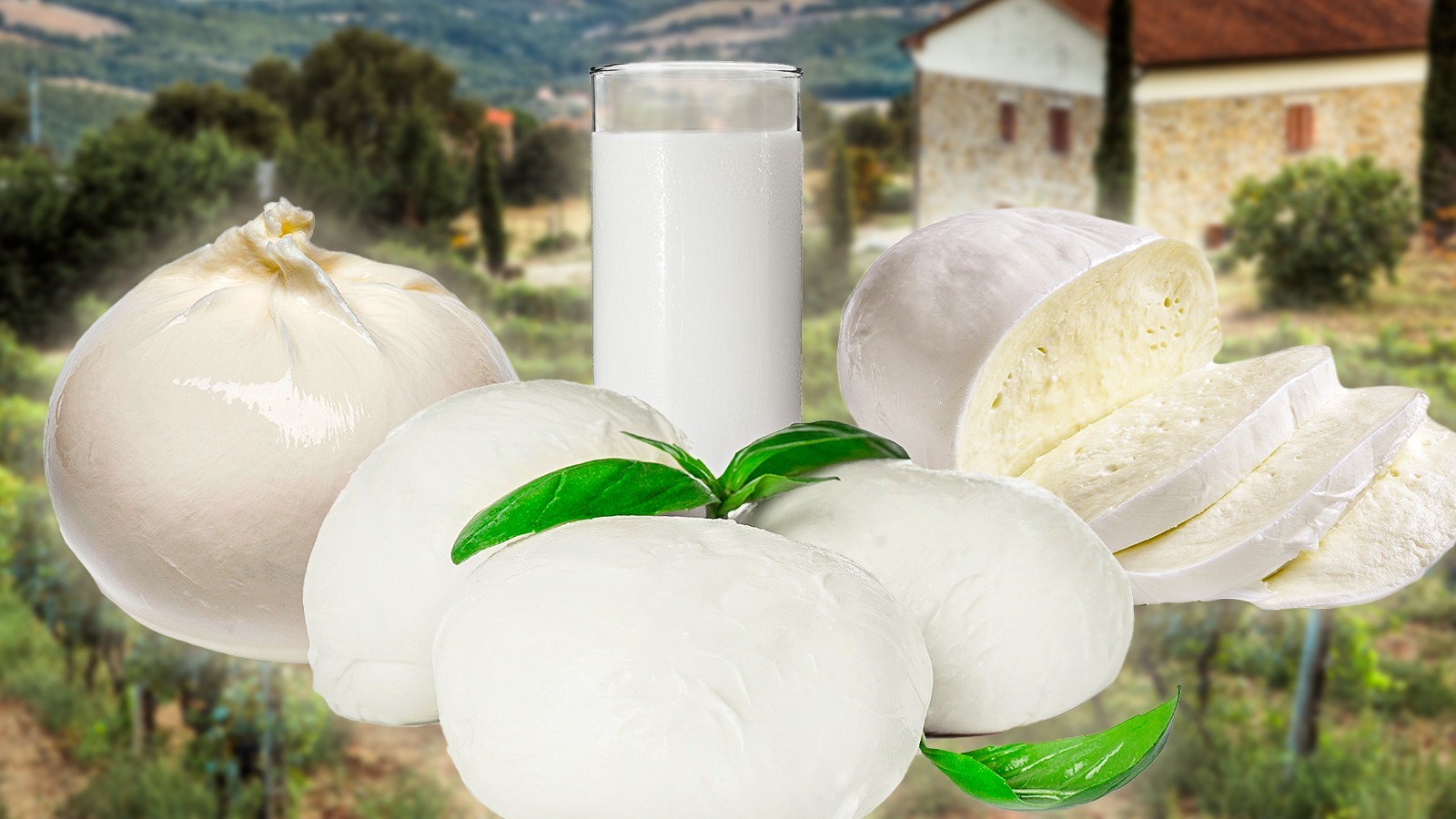 Fresh Mozzarella Market Will Reach a New Level of Development ...