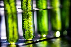 Algae-based Bioplastics Market