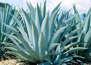 Blue Agave Market