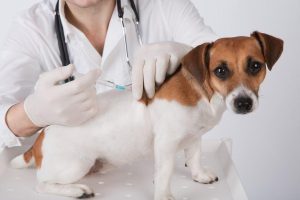 Companion Animal Vaccines Market