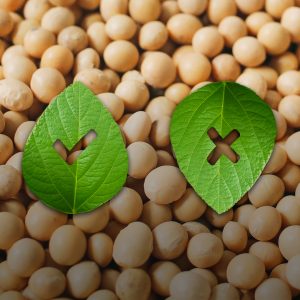Genetically Modified Seeds Market