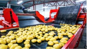 Potato Processing Market