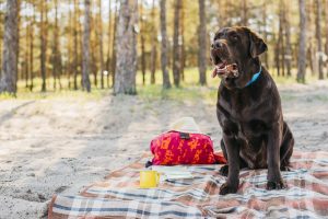 What Are the Best Ways to Prepare Your Dog Before Vacation Time