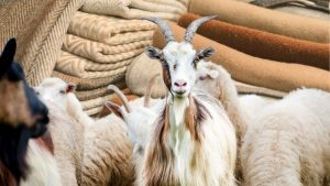 Cashmere Market