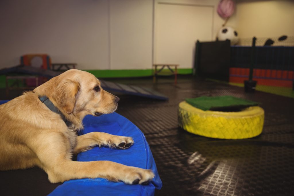 Tips to Choose the Best Dog Boarding & Daycare Facility
