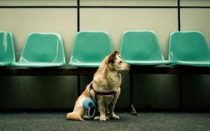 What Should You Expect When Sending Your Dog to Daycare or Boarding