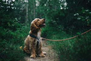 Balancing Life and Furry Responsibilities Why a Dog Groomer Can Make a Difference