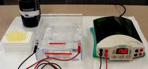 Capillary Electrophoresis Market