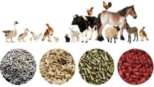 Animal Feed Additives Market