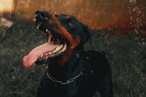 Can I sue if a dog bite makes my injury worse