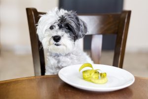 My Dog Isn’t Eating and Throwing Up What You Should Know
