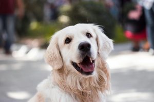 Dog day care and grooming