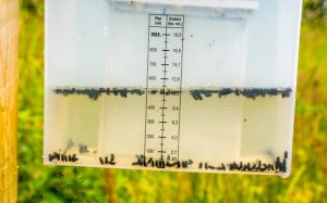 Insect Growth Regulator