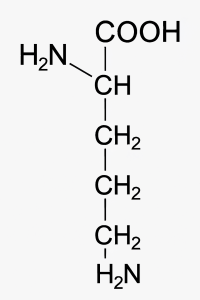 Lysine Market