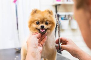 Pet Grooming Services