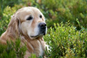 A close-up of a beautiful Golden Retriever dog resting in a sunlit field of green shrubbery. The dog's expression is calm and watchful, connecting to themes of outdoor health and seasonal care for pets.