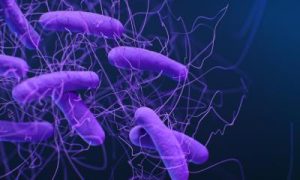 Gastrointestinal Bacterial Testing