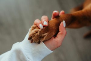 How to Care for Your Dog and Boost Their Lifespan