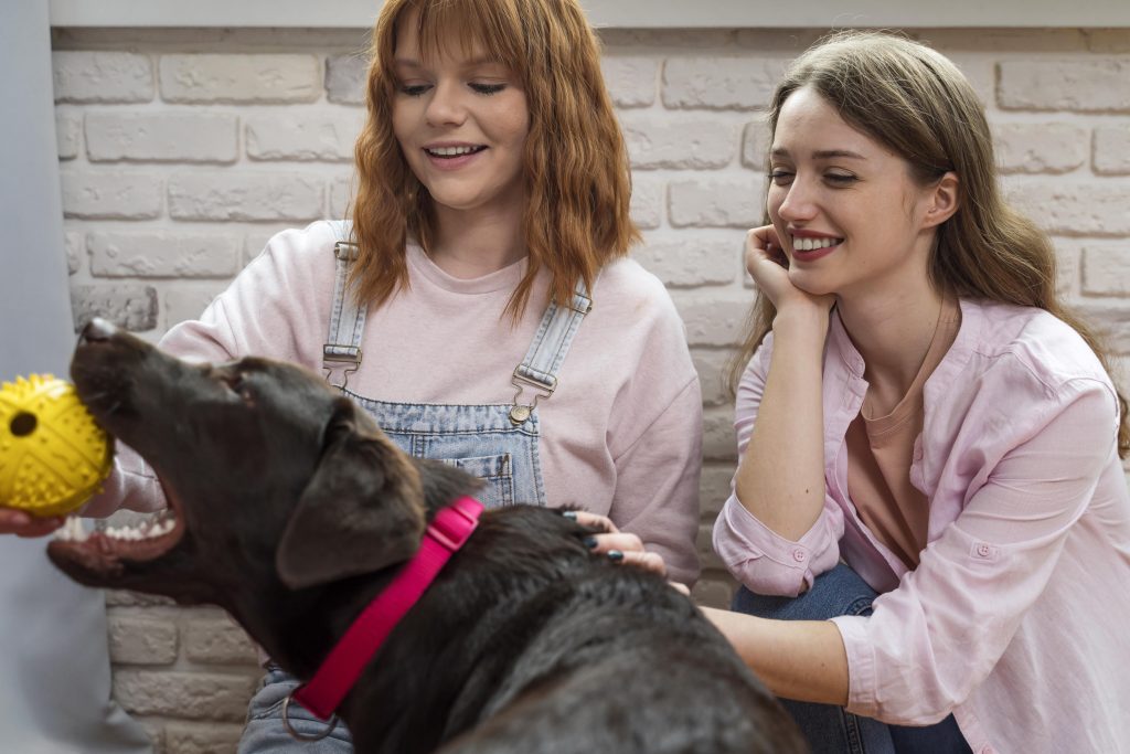 Beyond Basic Care: How Dog Daycares Build Confident Pets