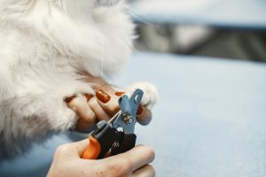 How Proper Nail Maintenance Improves Your Dog’s Safety and Well-being?