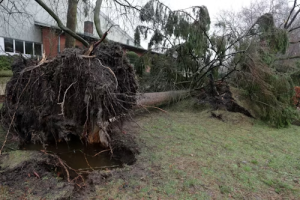 Emergency Tree Services in Burtonsville, MD Highlight Spring Wind Risks for Homeowners