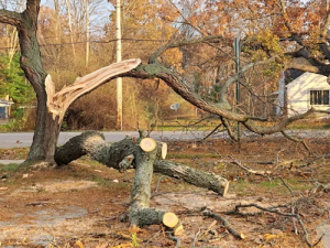 Tree Removal in Burtonsville, MD Urged as Winter Damage Raises Spring Safety Concerns