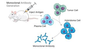 Monoclonal Antibodies Market