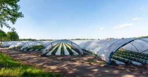 Agricultural Films Market