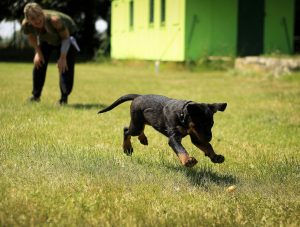 Creative Summer Activities to Enjoy with Your Dog