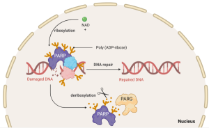 PARP Inhibitor Biomarkers Market