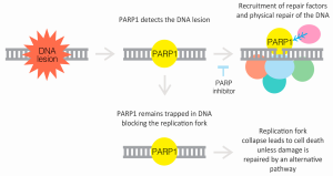 PARP Inhibitor Biomarkers Market