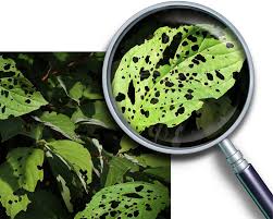 Plant Disease Diagnostics Market