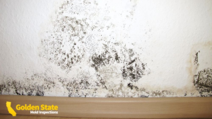 Mold inspections near me