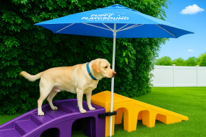 What Creative Activities Can You Try with Your Dog This Summer?