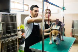 Key Advantages of Hiring a Skilled Dog Groomer for Pets