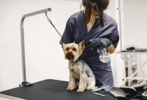 Why Routine Pet Grooming Is Essential for Your Pet’s Overall Health