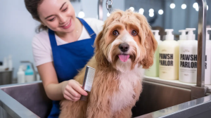 Professional dog grooming brushing and trimming a dog at Molly's Dog Care grooming salon