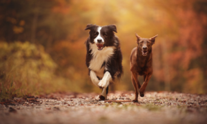 BarktasticFinds