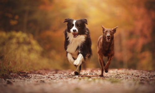 BarktasticFinds