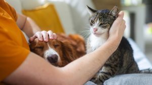 FurryFriendsSupplies.com