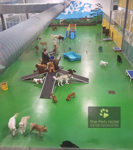 commercial dog daycare facility with professional indoor dog exercise equipment keeping dogs active and engaged throughout the day