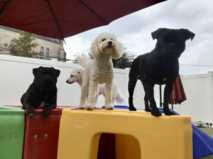 multiple dogs together in a professional daycare facility representing the coordinated multi dog household grooming boarding care that families with more than one dog need