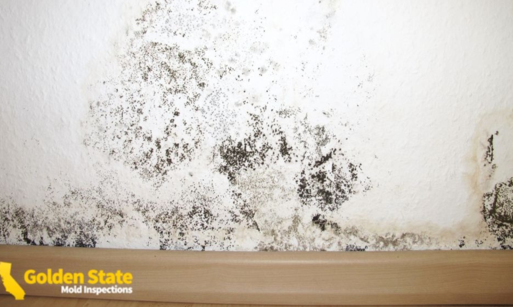 Mold inspections near me